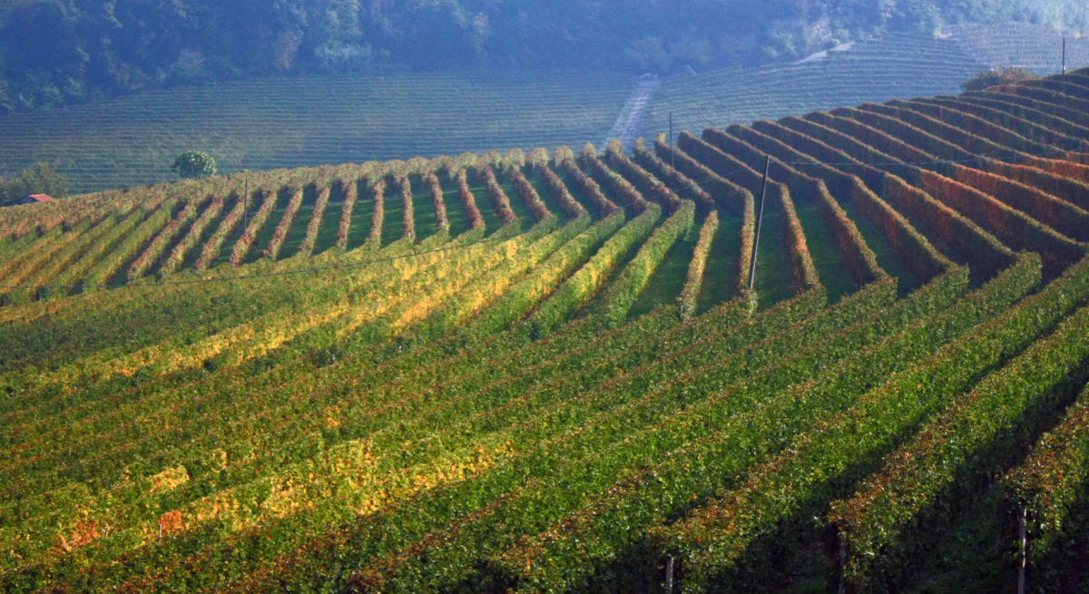 Vineyards in the Langhe countryside, from the boutique’s editorial page.